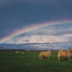 Sheeps and Rainbow from Cosmic Timetraveler Unsplash